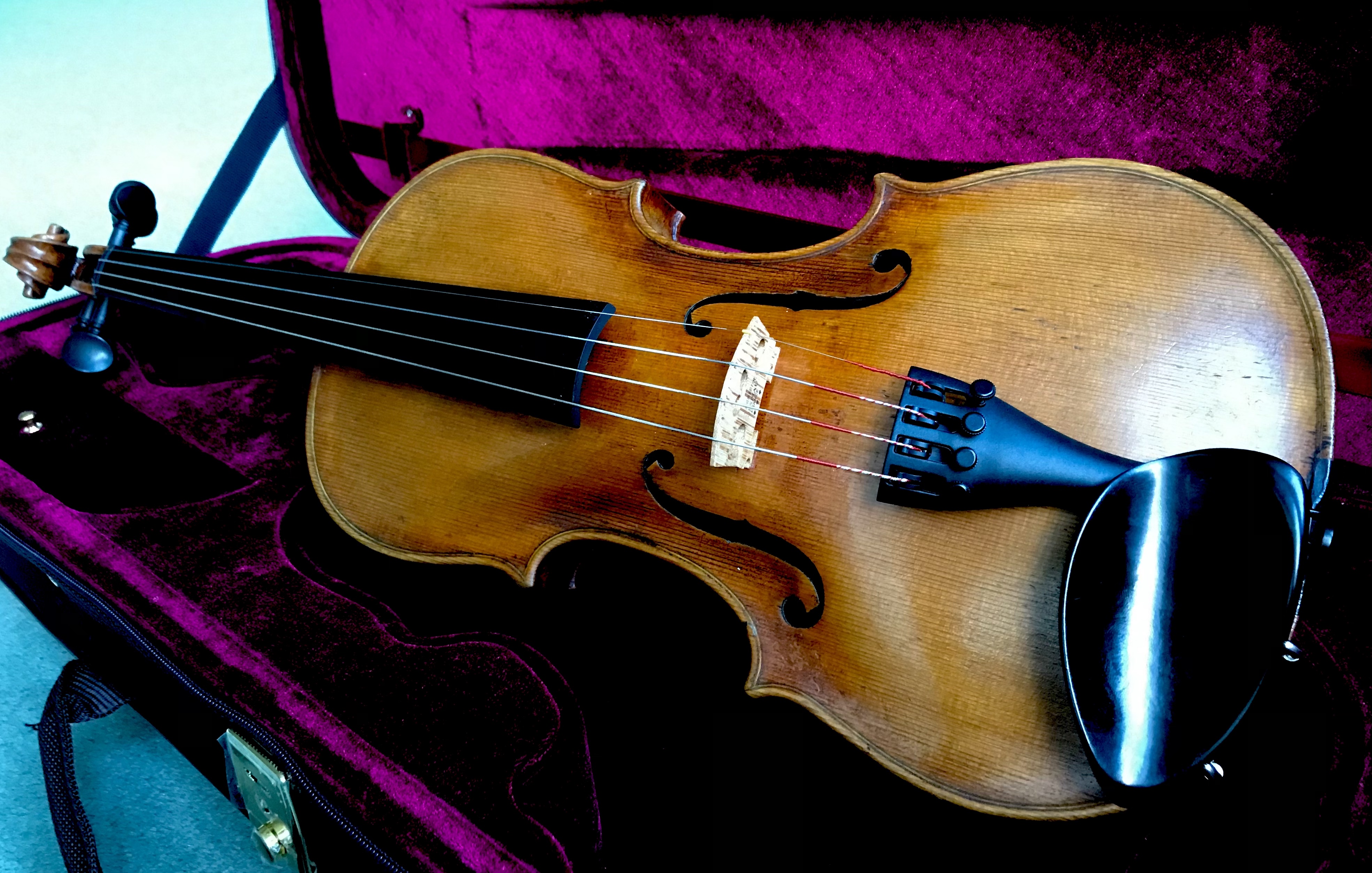 Real violin store price